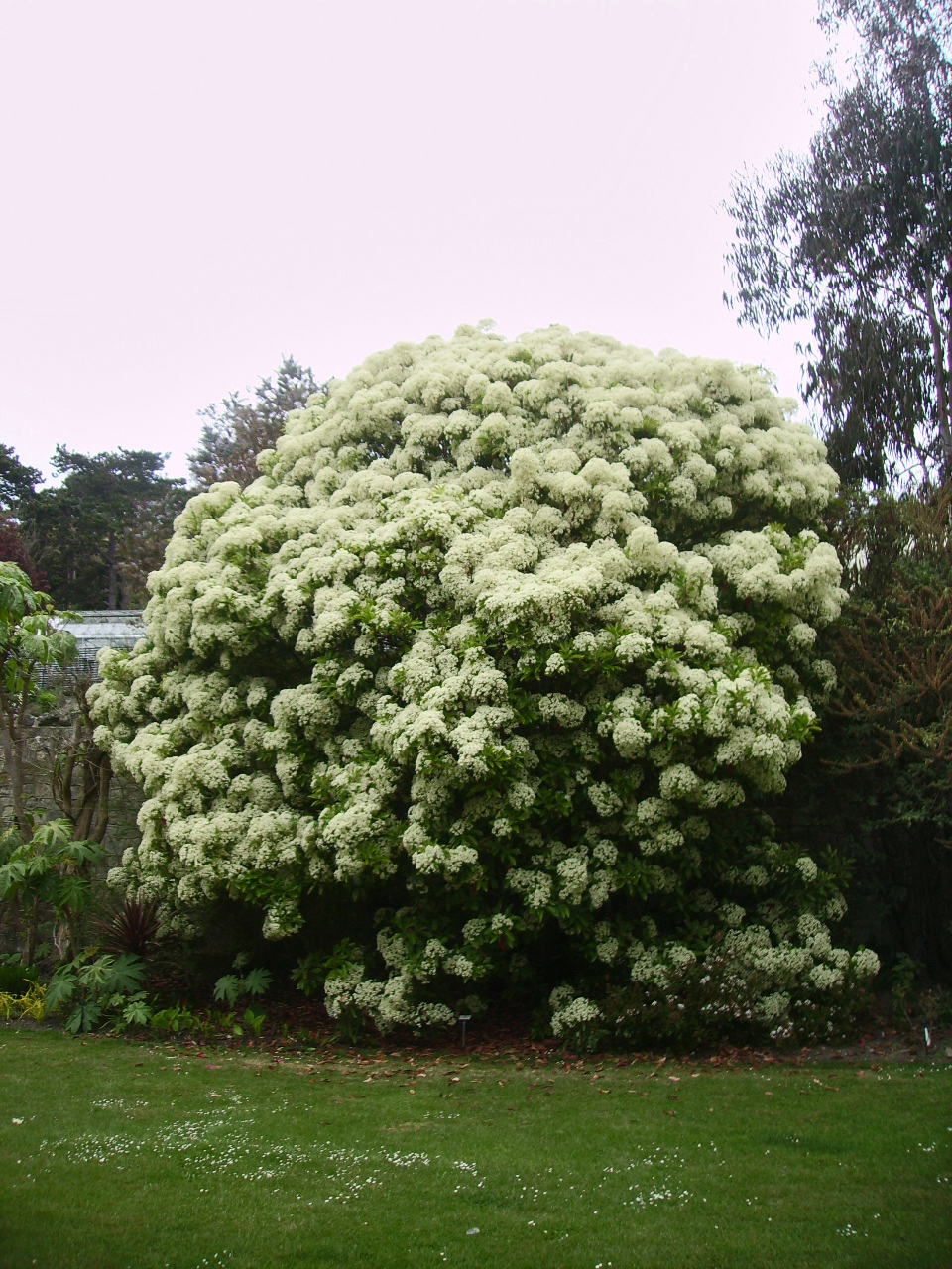 درخت سه رنگ